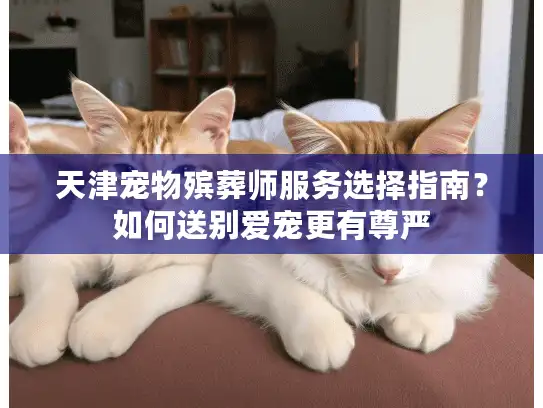 天津宠物殡葬师服务选择指南？如何送别爱宠更有尊严