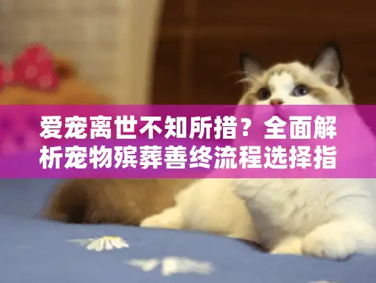 爱宠离世不知所措？全面解析宠物殡葬善终流程选择指南