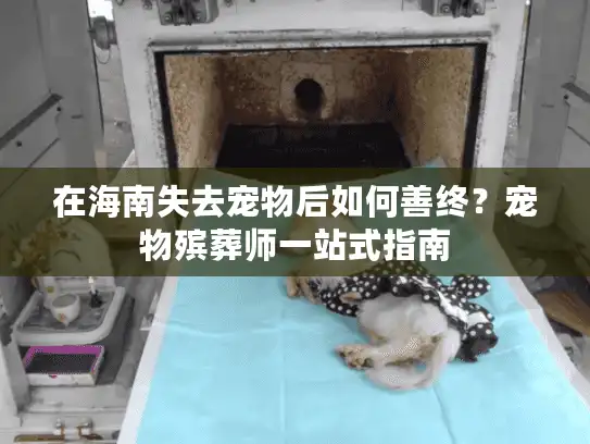 在海南失去宠物后如何善终？宠物殡葬师一站式指南