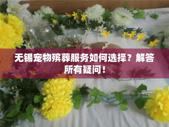无锡宠物殡葬服务如何选择？解答所有疑问！