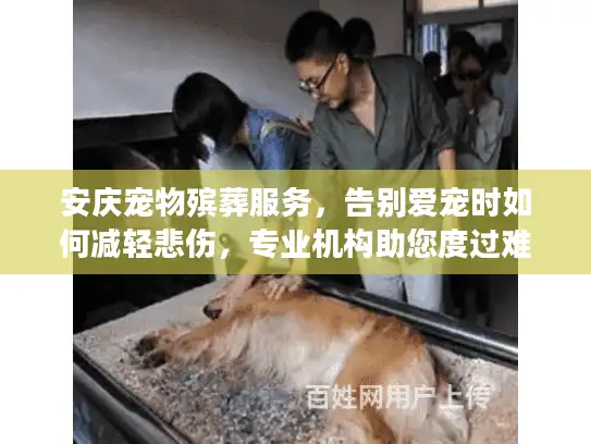 安庆宠物殡葬服务，告别爱宠时如何减轻悲伤，专业机构助您度过难关？