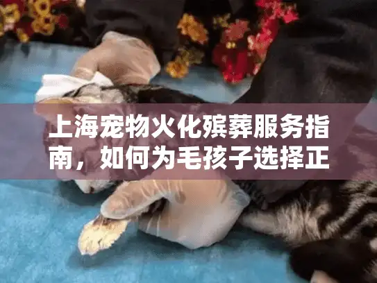 上海宠物火化殡葬服务指南，如何为毛孩子选择正规告别机构？