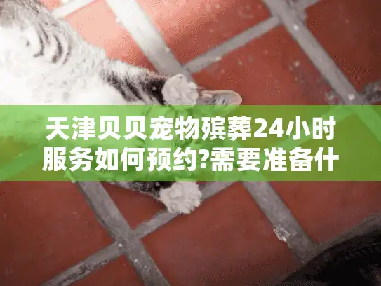 天津贝贝宠物殡葬24小时服务如何预约?需要准备什么?