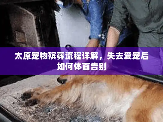 太原宠物殡葬流程详解，失去爱宠后如何体面告别