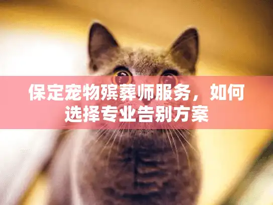 保定宠物殡葬师服务，如何选择专业告别方案