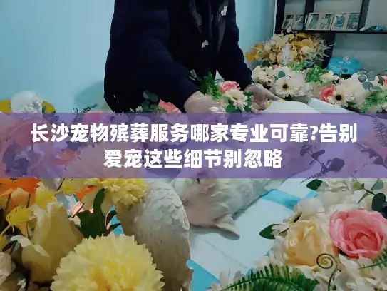 长沙宠物殡葬服务哪家专业可靠?告别爱宠这些细节别忽略
