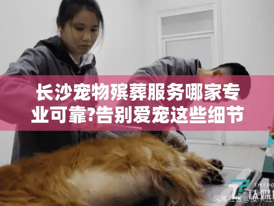 长沙宠物殡葬服务哪家专业可靠?告别爱宠这些细节别忽略