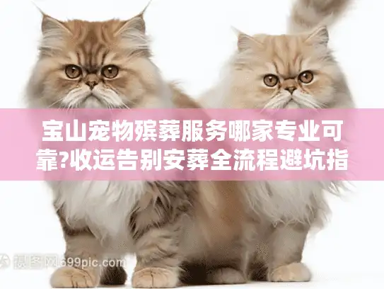 宝山宠物殡葬服务哪家专业可靠?收运告别安葬全流程避坑指南