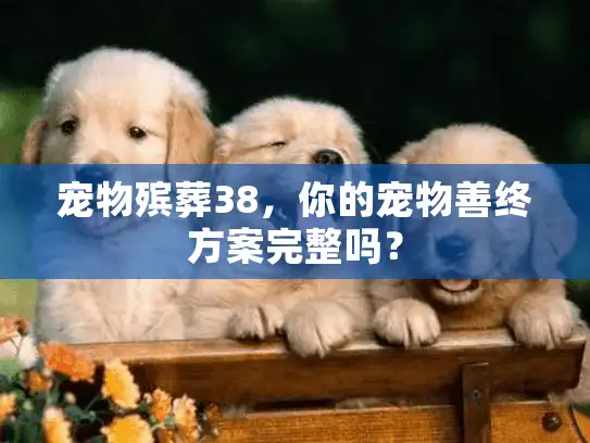 宠物殡葬38，你的宠物善终方案完整吗？