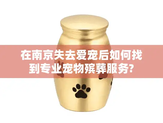在南京失去爱宠后如何找到专业宠物殡葬服务?