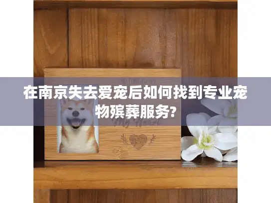在南京失去爱宠后如何找到专业宠物殡葬服务?