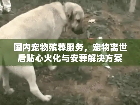 国内宠物殡葬服务，宠物离世后贴心火化与安葬解决方案