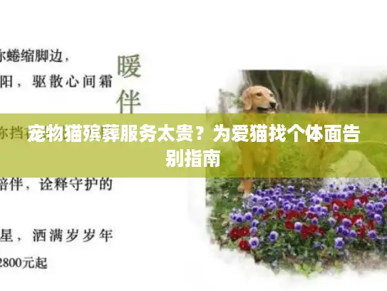 宠物猫殡葬服务太贵？为爱猫找个体面告别指南