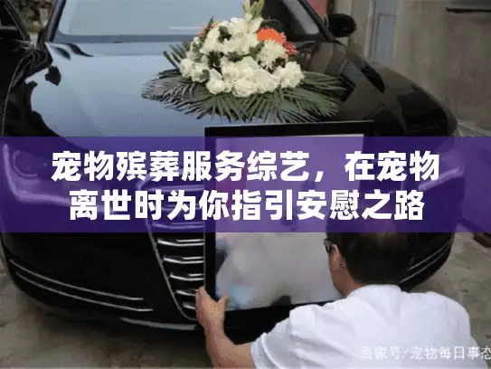 宠物殡葬服务综艺，在宠物离世时为你指引安慰之路