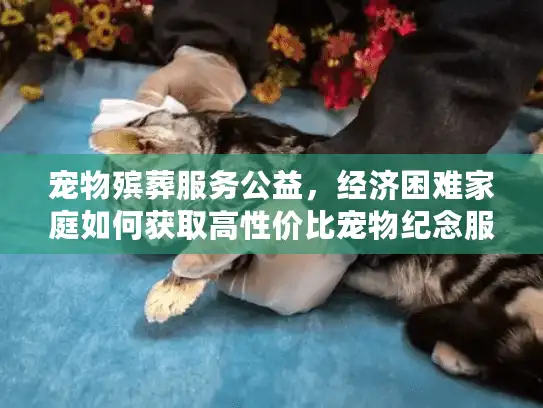 宠物殡葬服务公益，经济困难家庭如何获取高性价比宠物纪念服务