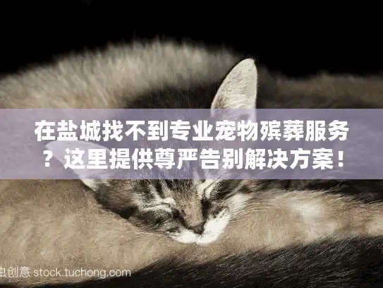 在盐城找不到专业宠物殡葬服务？这里提供尊严告别解决方案！