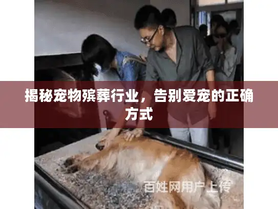 揭秘宠物殡葬行业，告别爱宠的正确方式