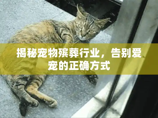 揭秘宠物殡葬行业，告别爱宠的正确方式