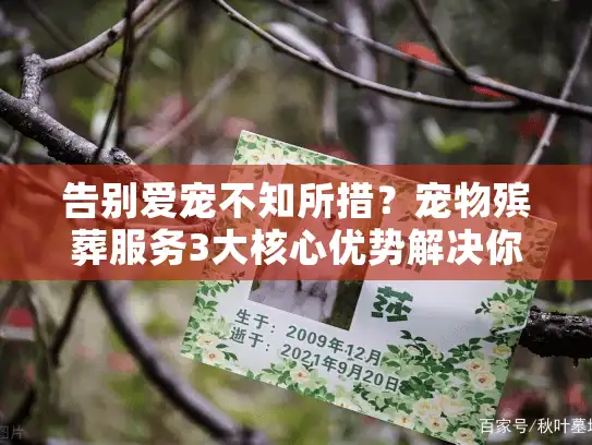 告别爱宠不知所措？宠物殡葬服务3大核心优势解决你的困境