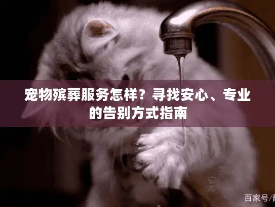 宠物殡葬服务怎样？寻找安心、专业的告别方式指南