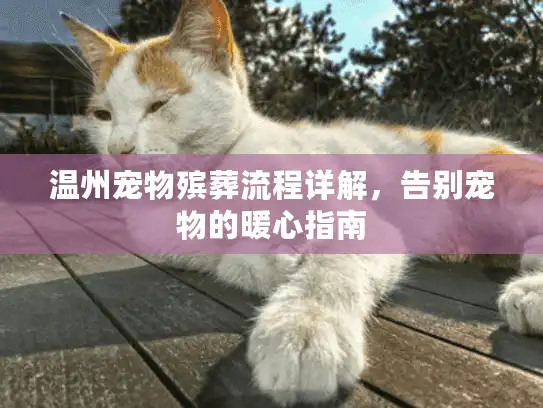 温州宠物殡葬流程详解，告别宠物的暖心指南