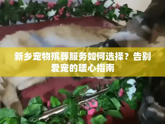 新乡宠物殡葬服务如何选择？告别爱宠的暖心指南
