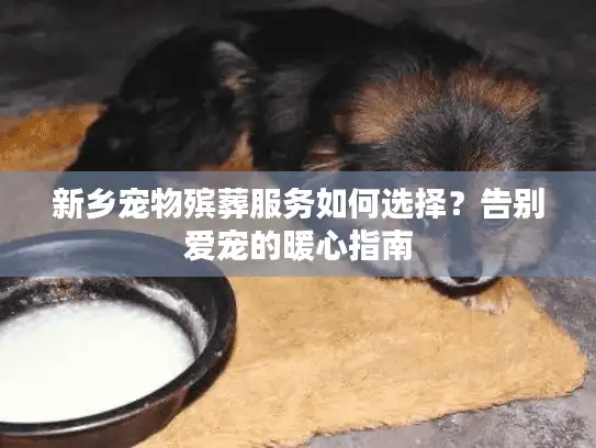 新乡宠物殡葬服务如何选择？告别爱宠的暖心指南