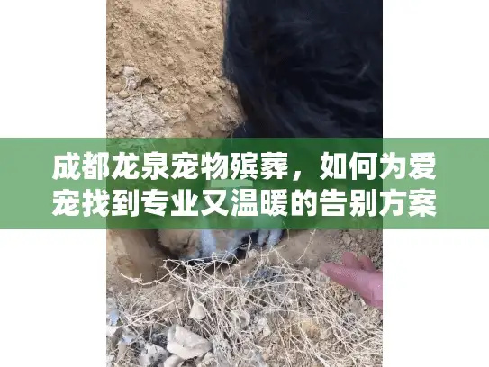 成都龙泉宠物殡葬，如何为爱宠找到专业又温暖的告别方案？