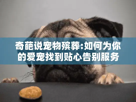 奇葩说宠物殡葬:如何为你的爱宠找到贴心告别服务?