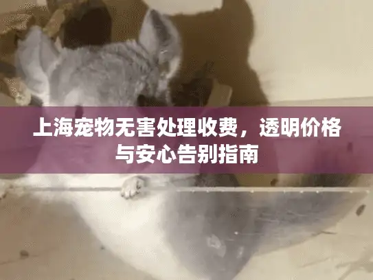 上海宠物无害处理收费，透明价格与安心告别指南