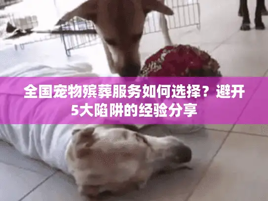 全国宠物殡葬服务如何选择？避开5大陷阱的经验分享