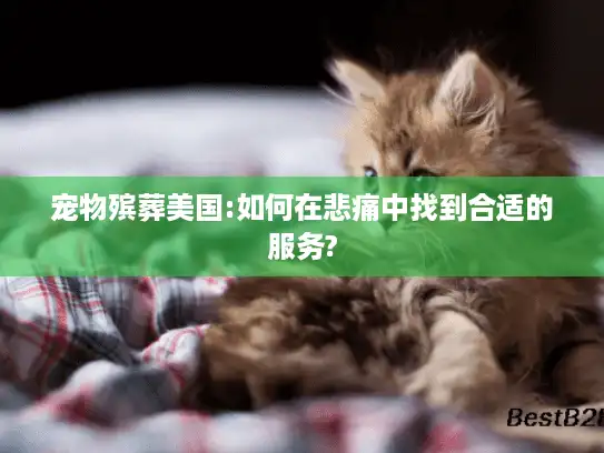 宠物殡葬美国:如何在悲痛中找到合适的服务?