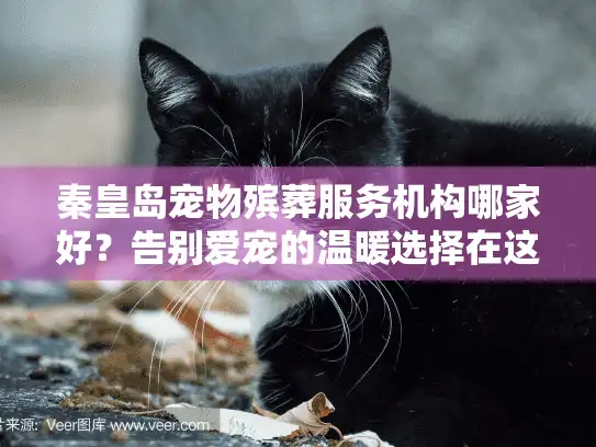 秦皇岛宠物殡葬服务机构哪家好？告别爱宠的温暖选择在这里