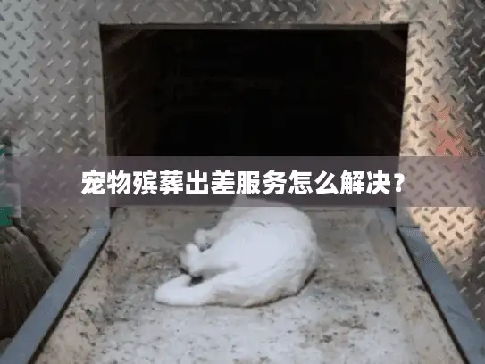 宠物殡葬出差服务怎么解决？