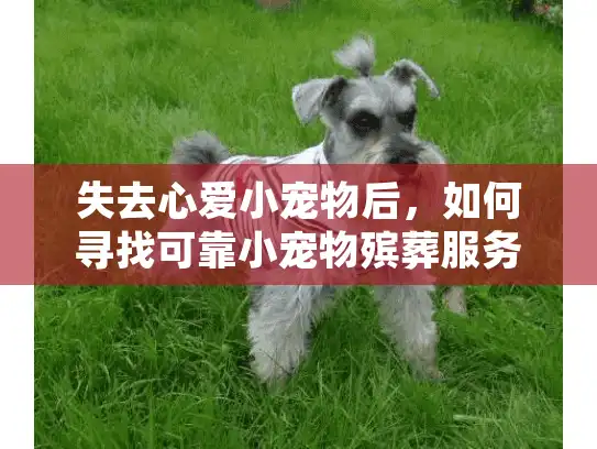 失去心爱小宠物后，如何寻找可靠小宠物殡葬服务解决后事？