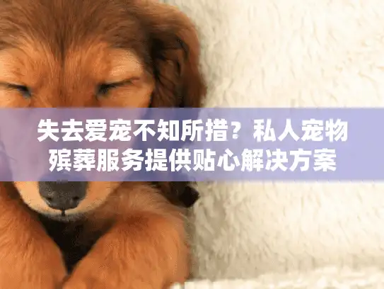 失去爱宠不知所措？私人宠物殡葬服务提供贴心解决方案