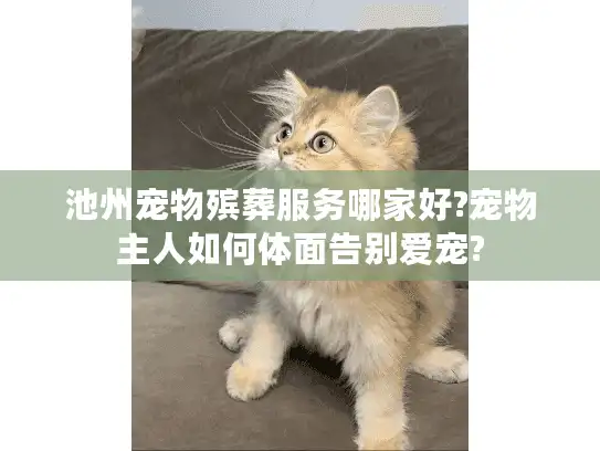 池州宠物殡葬服务哪家好?宠物主人如何体面告别爱宠?