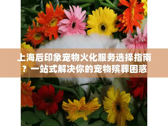 上海后印象宠物火化服务选择指南？一站式解决你的宠物殡葬困惑