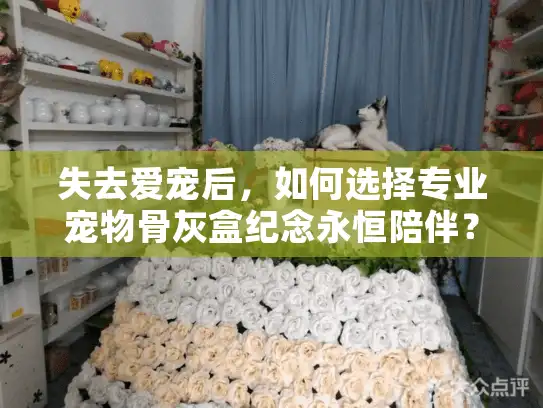 失去爱宠后，如何选择专业宠物骨灰盒纪念永恒陪伴？