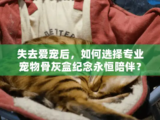 失去爱宠后，如何选择专业宠物骨灰盒纪念永恒陪伴？