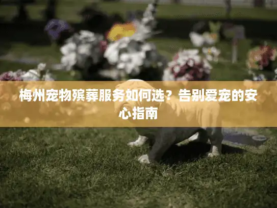 梅州宠物殡葬服务如何选？告别爱宠的安心指南