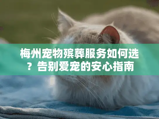 梅州宠物殡葬服务如何选？告别爱宠的安心指南