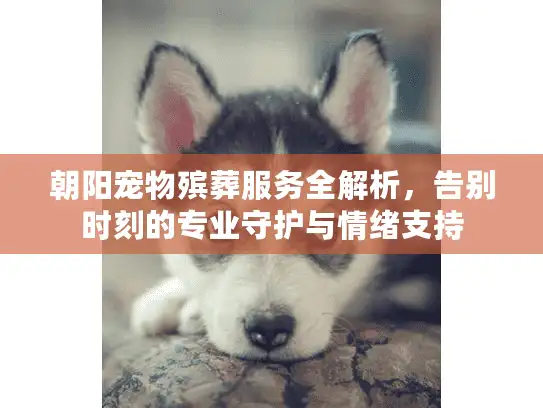 朝阳宠物殡葬服务全解析，告别时刻的专业守护与情绪支持