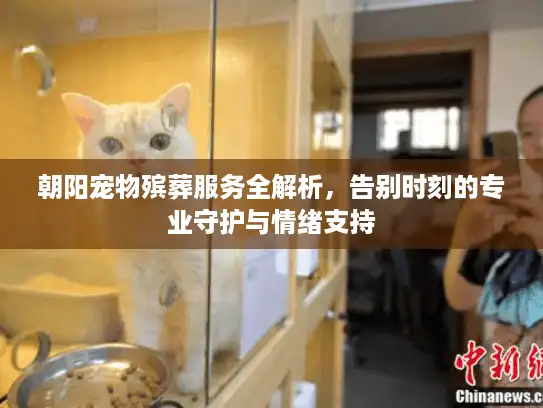 朝阳宠物殡葬服务全解析，告别时刻的专业守护与情绪支持
