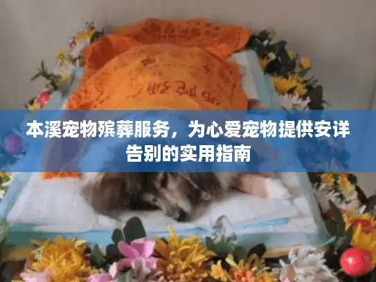 本溪宠物殡葬服务，为心爱宠物提供安详告别的实用指南