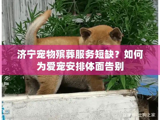 济宁宠物殡葬服务短缺？如何为爱宠安排体面告别