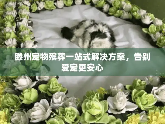 滕州宠物殡葬一站式解决方案，告别爱宠更安心