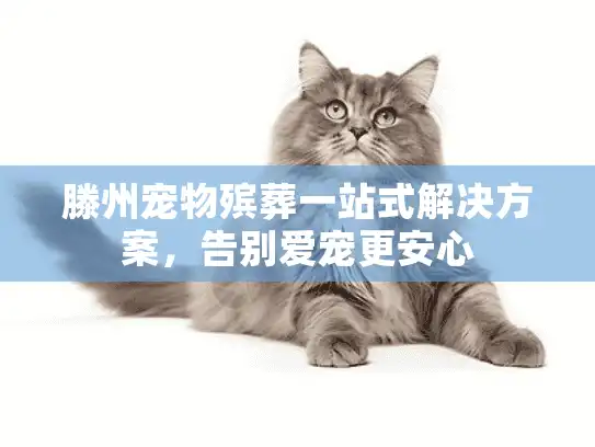 滕州宠物殡葬一站式解决方案，告别爱宠更安心