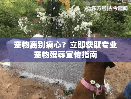 宠物离别痛心？立即获取专业宠物殡葬宣传指南