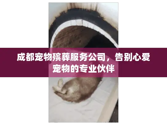 成都宠物殡葬服务公司，告别心爱宠物的专业伙伴